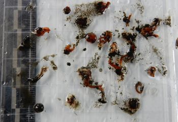 Media type: image;   Invertebrate Zoology 150630